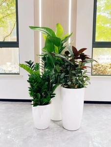 了解宁波海曙花木租摆价格，打造别样空间！